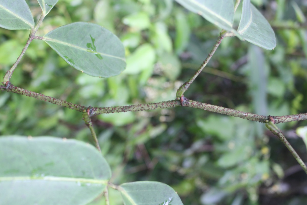 Tetrastigma nilagiricum (Miq.) B.V.Shetty